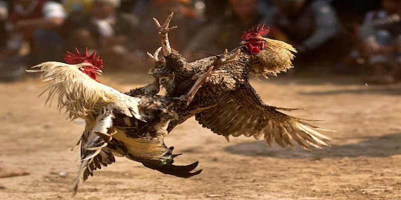 Đá gà trực tiếp là trận đấu giữa các gà chiến xuất sắc tại trường đấu lớn