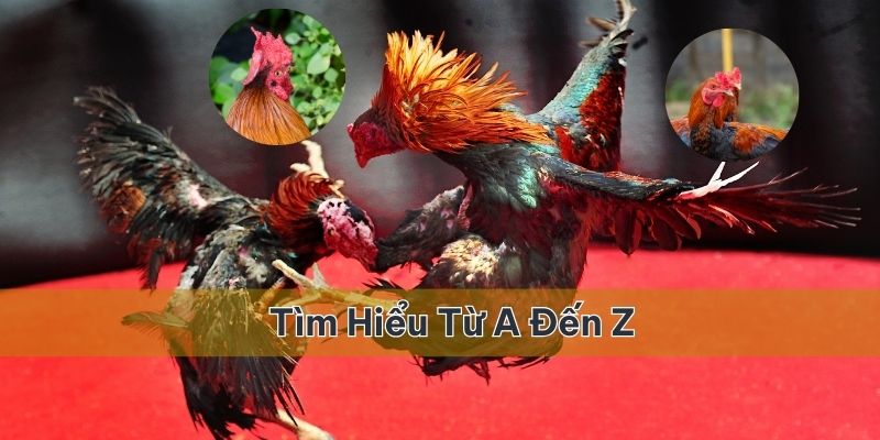 Chỉ cần đủ điều kiện, bạn có thể trở thành thành viên sớm nhất